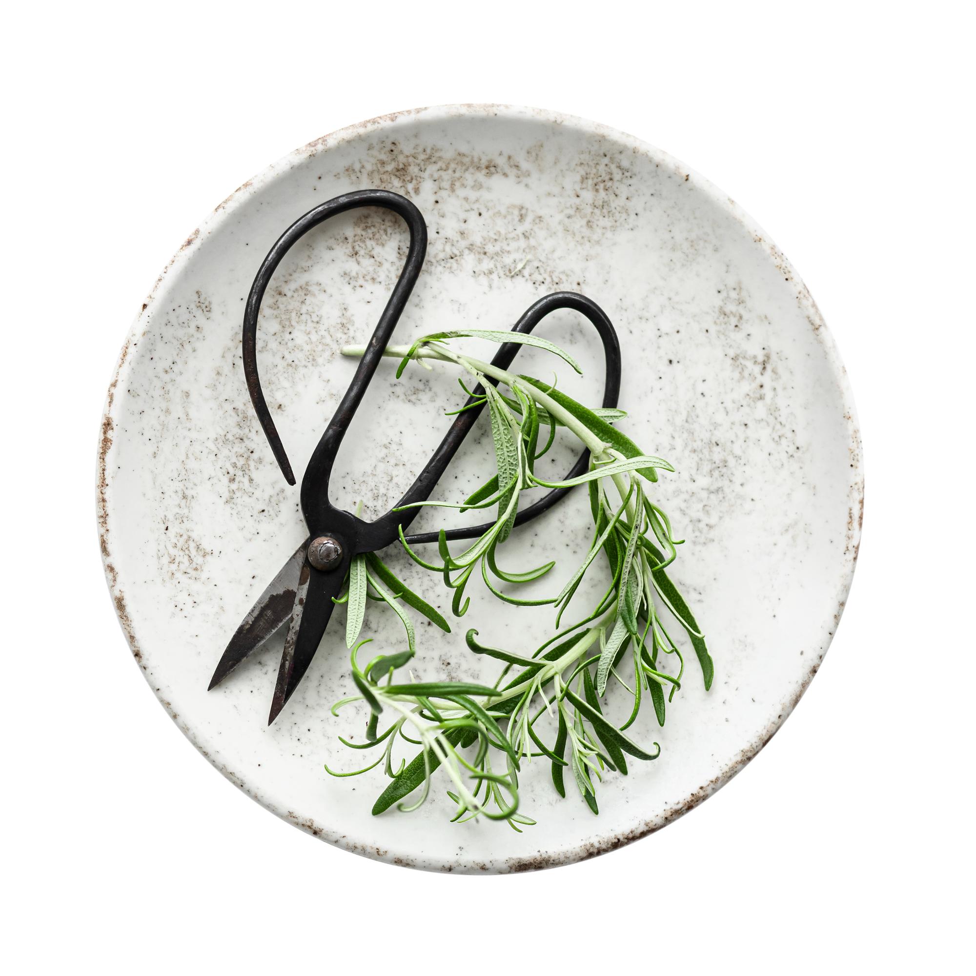 Close-up of plated starter with herbs